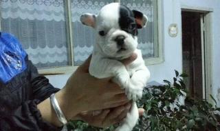 上海另类宠物店 上海另类宠物店